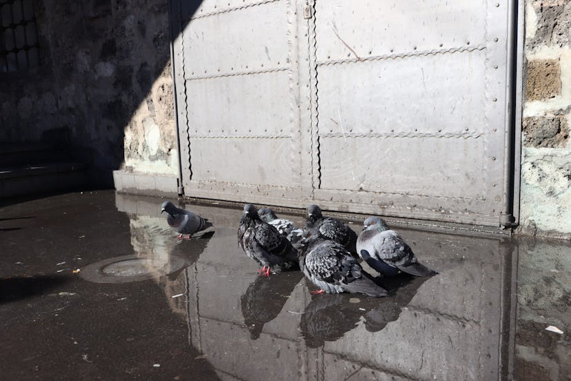 Pigeons taking a batg in a pudle AM