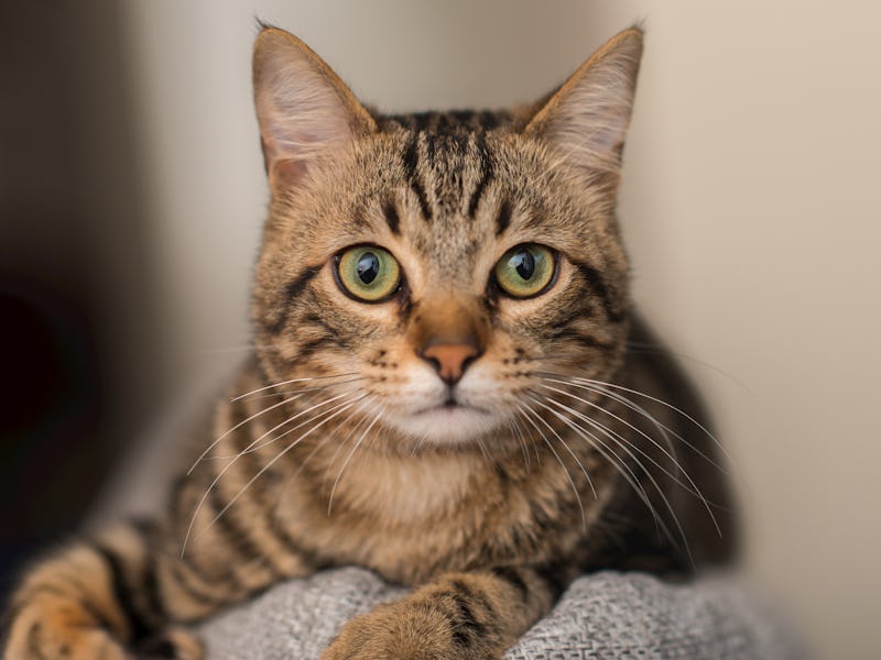 Relaxed domestic cat at home, indoor