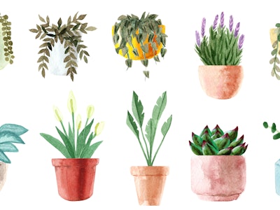 Watercolor houseplants. Hand painted house green plants in flower pots. Flowers isolated on white ba...