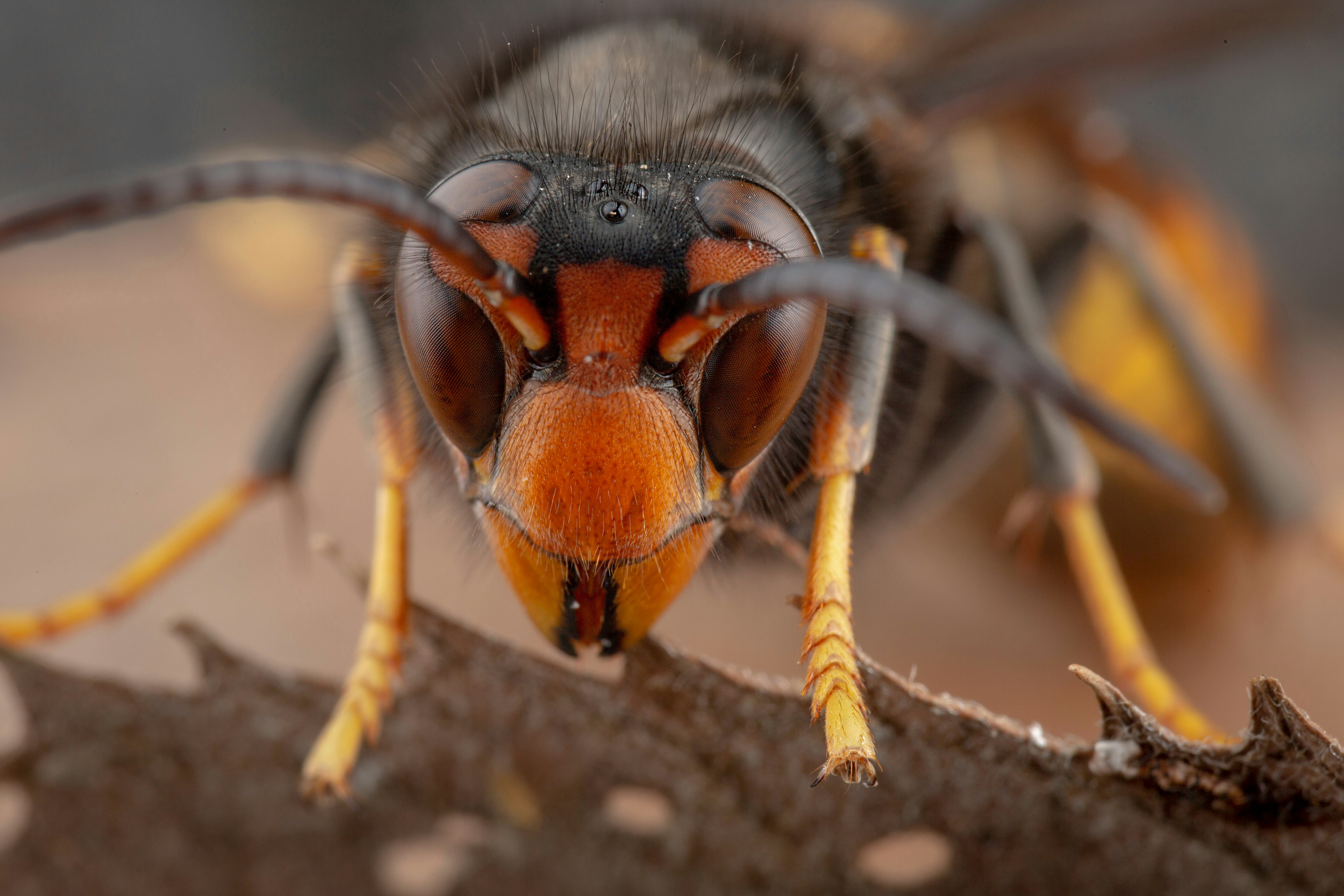 Real Asian wasp, also called Vespa velutina macro photography