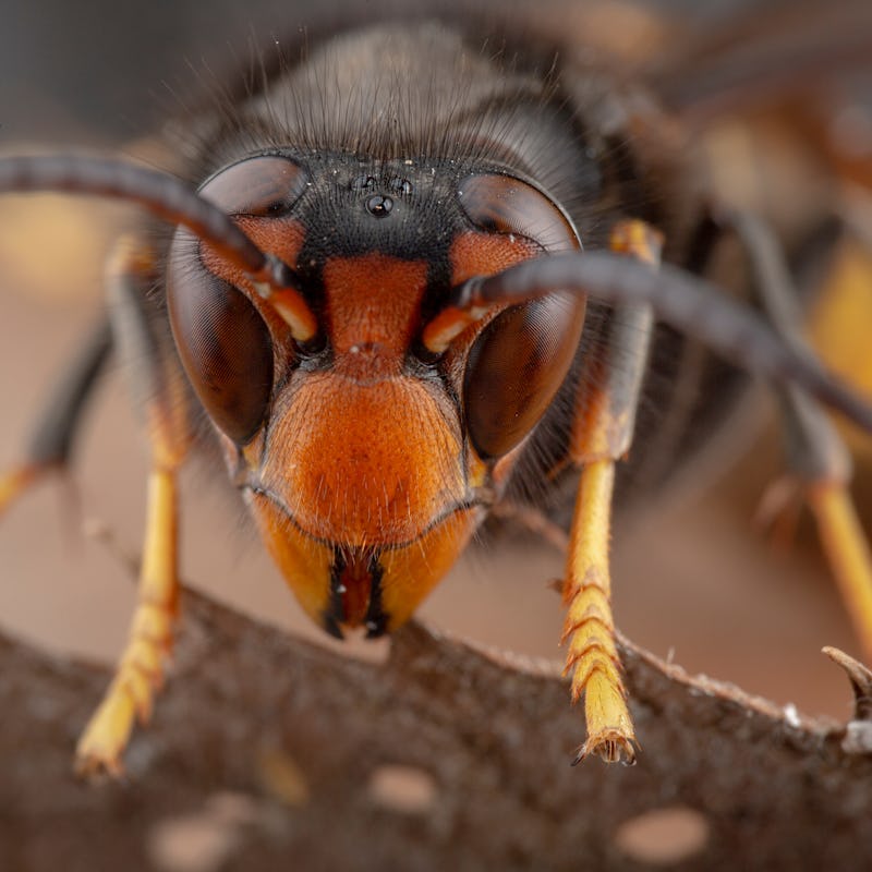 Real Asian wasp, also called Vespa velutina macro photography