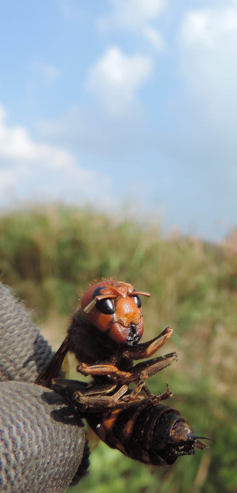 Asian giant hornet caught with fingers