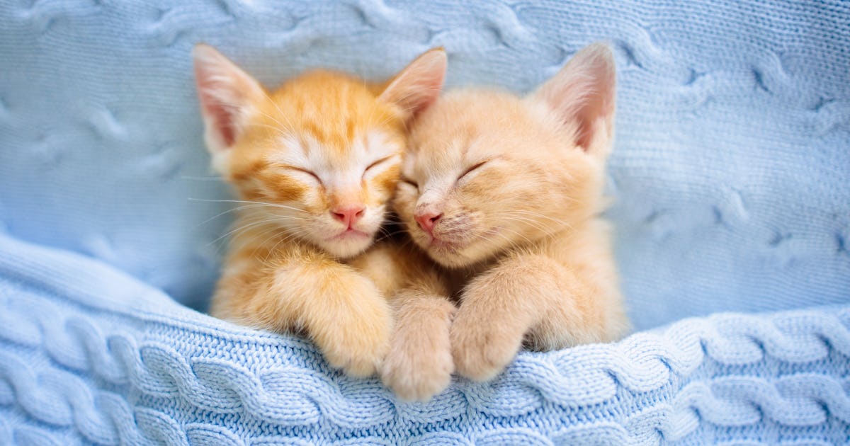16 Cat Zoom Backgrounds That Are Purrfect For Your Next Video Chat