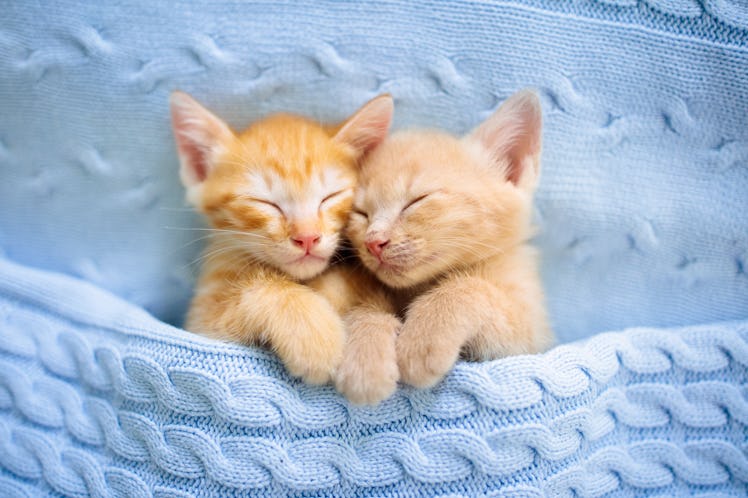 These cat Zoom backgrounds will bring some cuteness to your next meeting.