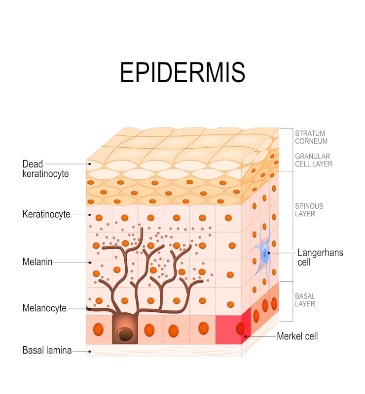 epidermis structure. Cell, and layers of a human skin. vector illustration for medical, educational,...