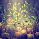 Intestinal bacteria, Gut microbiome