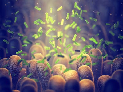 Intestinal bacteria, Gut microbiome