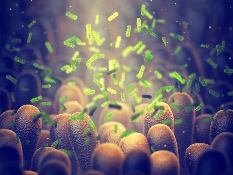 Intestinal bacteria, Gut microbiome