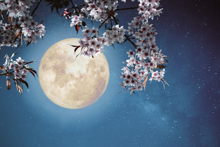 Romantic night scene - Beautiful cherry blossom (sakura flowers) in night skies with full moon.  - R...