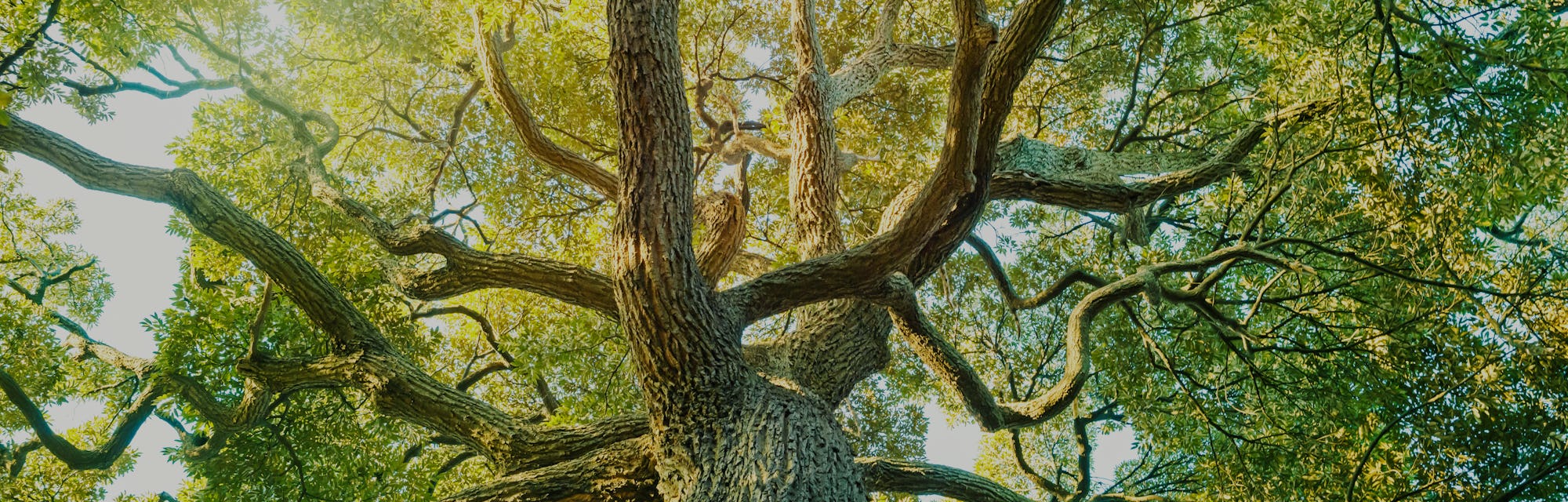 Tree,forest, Camphor, ecology image