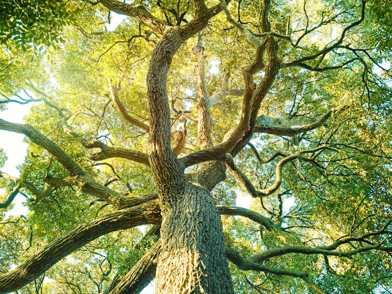 Tree,forest, Camphor, ecology image