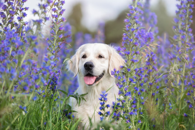 golden retriever dog portrait on a flower field