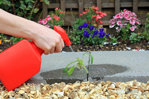 Hand Spraying Weed Killer On To A Weed Growing Between Paving Stones In A Garden.