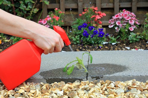 Hand Spraying Weed Killer On To A Weed Growing Between Paving Stones In A Garden.