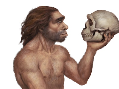Full Color Realistic Illustration of Prehistoric Neanderthal Man Holding a Neanderthal Skull