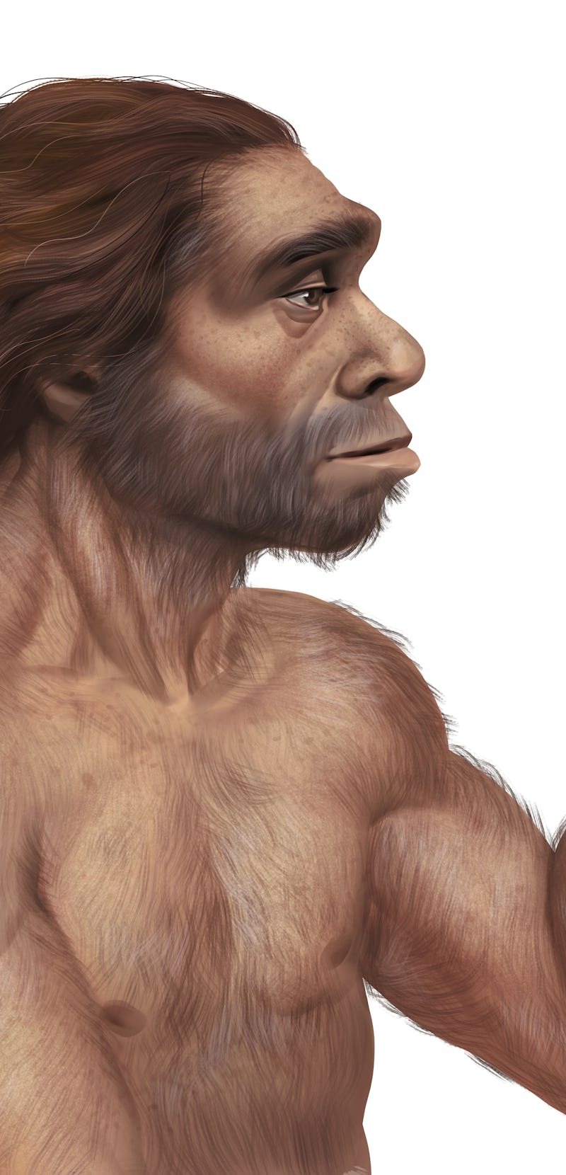 Full Color Realistic Illustration of Prehistoric Neanderthal Man Holding a Neanderthal Skull