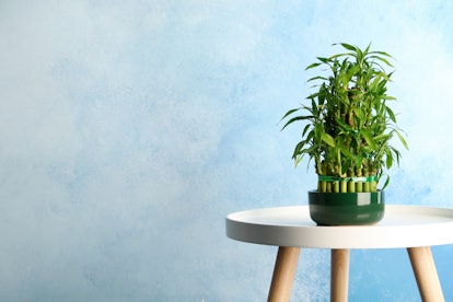 Table with potted bamboo plant near color wall. Space for text