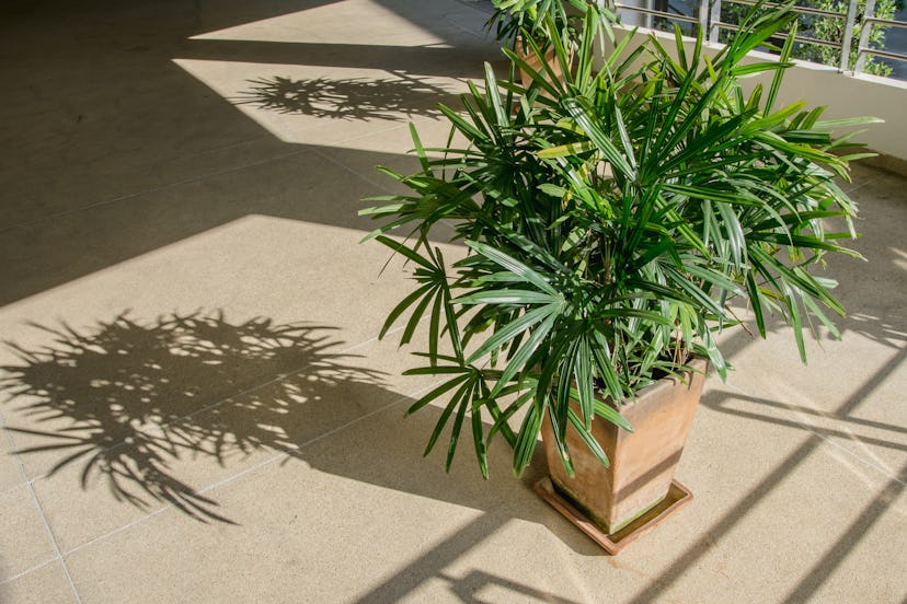 Green lady palm or Bamboo with shadow on brown floor rough (Rhapis exclesa, PLAMAE)