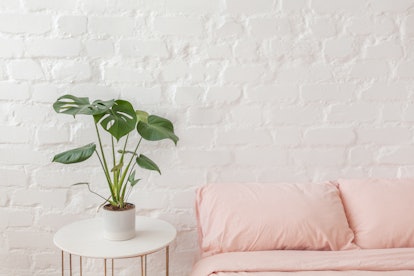 Big green monstera plant in the pot on the white coffee table at home. Scandinavian interior house