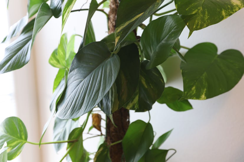 Philodendron in Pot on White Background