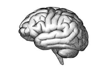 Monochrome engraved vintage drawing human brain in side view with woodcut print style illustration i...