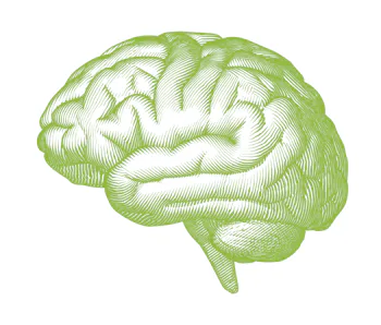 Monochrome engraved vintage drawing human brain in side view with woodcut print style illustration i...