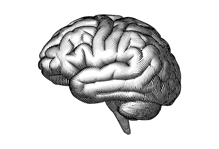 Monochrome engraved vintage drawing human brain in side view with woodcut print style illustration i...