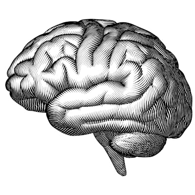 Monochrome engraved vintage drawing human brain in side view with woodcut print style illustration i...