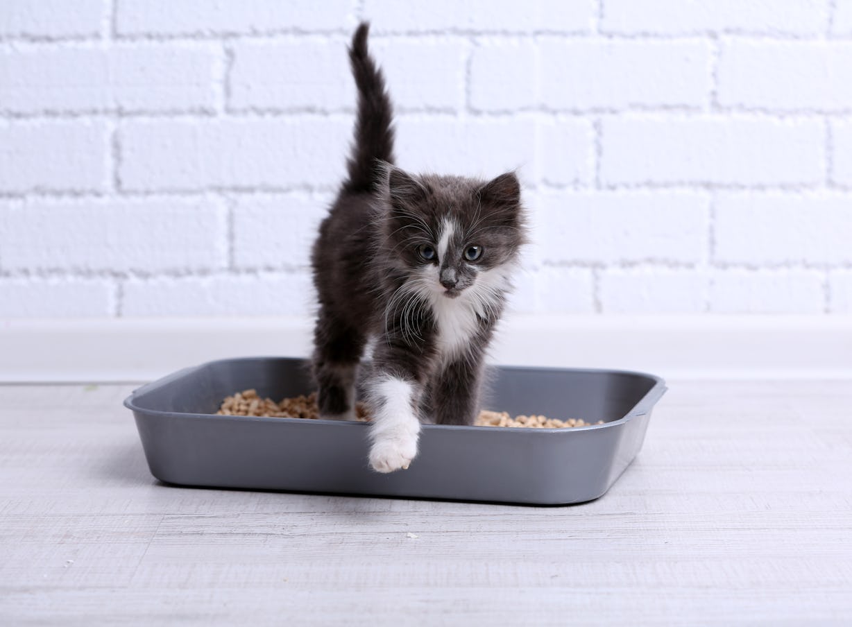 The 6 Best NonTracking Cat Litters In 2022