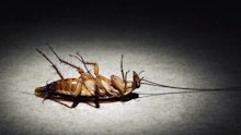 cockroach lies dead on a spotlight