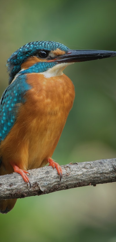 The common kingfisher (Alcedo atthis)the Eurasian kingfisher, and river kingfisher, is a small kingf...