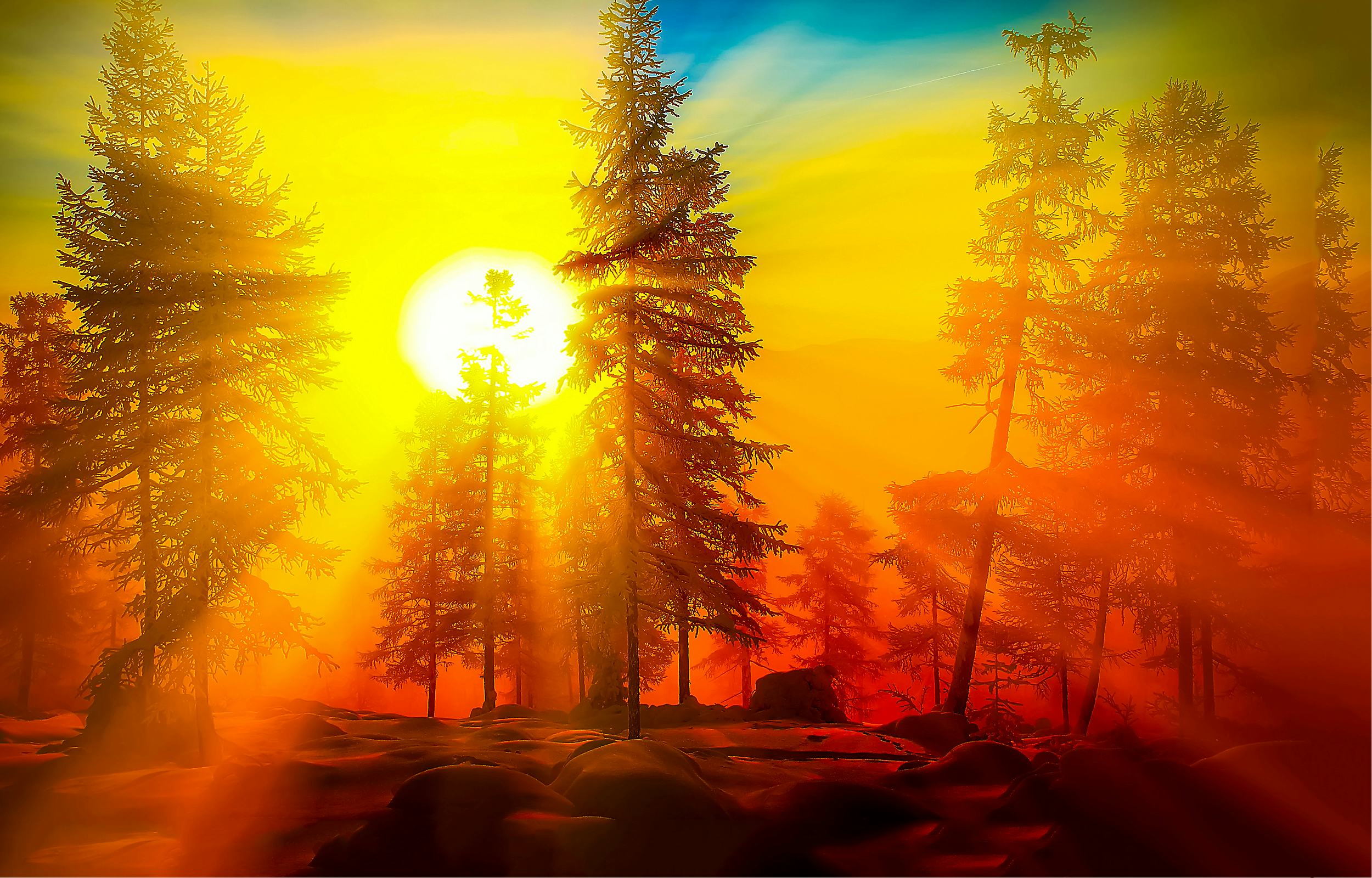 Sunrise in forest. Forest sunrise view. Sunrise forest trees landscape. Sunrise in winter forest