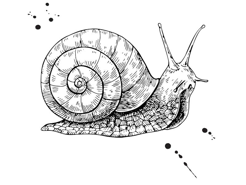 Snail vector drawing. Hand drawn isolated sketch. Engraved animal for label, logo, mucin and snail e...