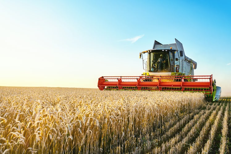 Combine harvester harvests ripe wheat. agriculture