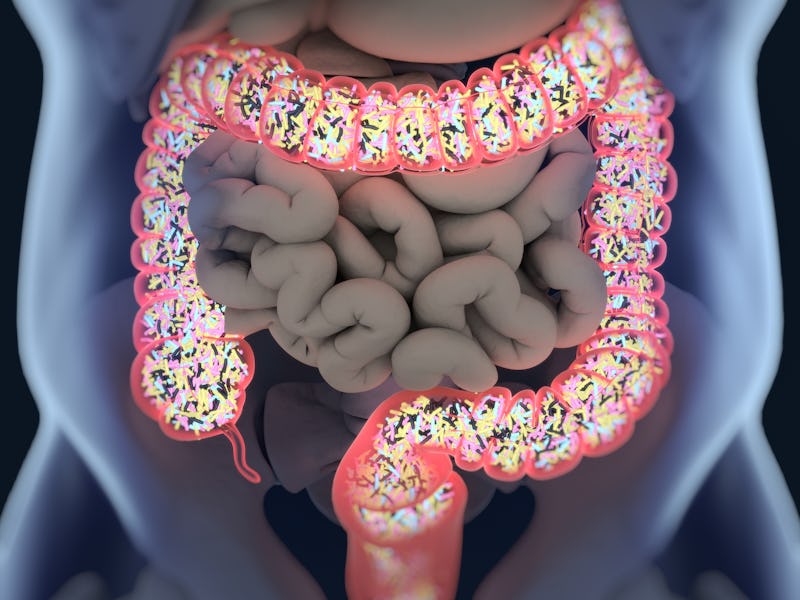 Gut bacteria, microbiome. Bacteria inside the large intestine, concept, representation. 3D illustrat...