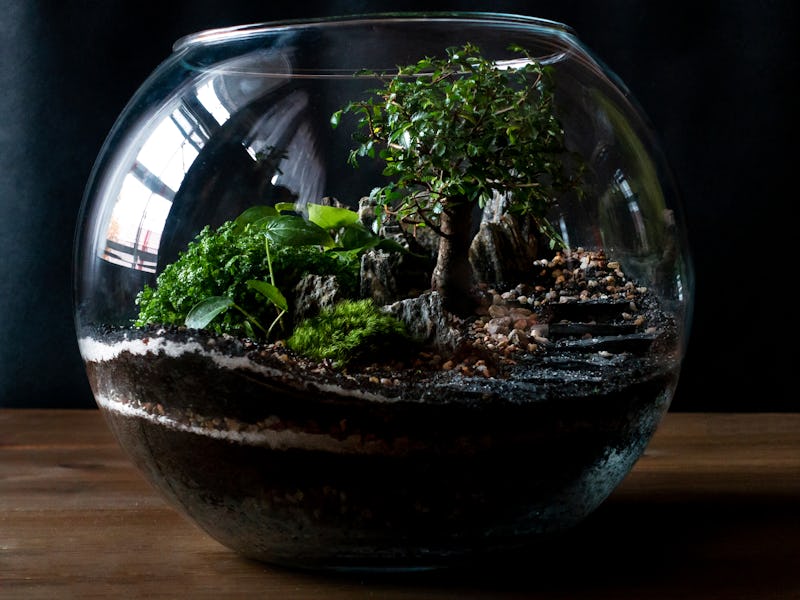 Small decoration plants in a glass bottle/garden terrarium bottle/ forest in a jar.
Terrarium jar wi...