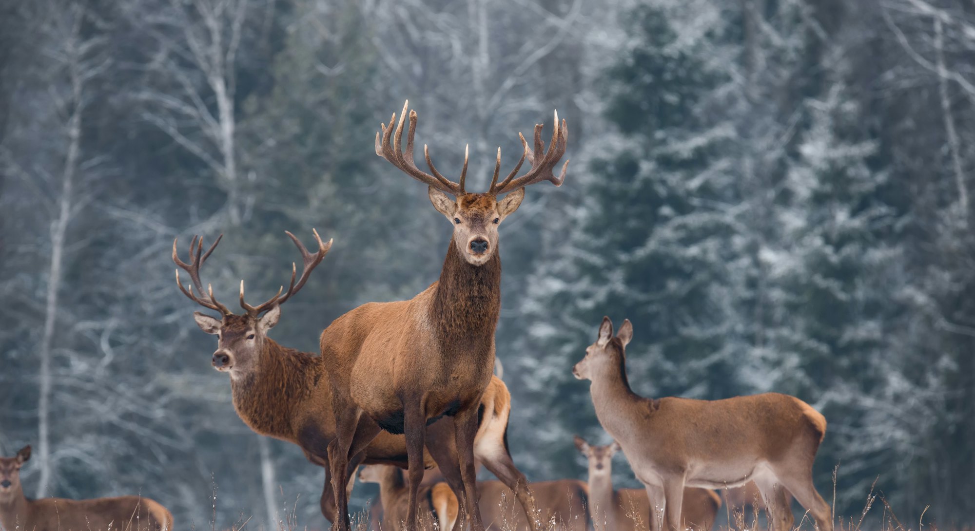 Deer ( Cervus Elaphus ) In The Natural Habitat, Winter Time, Vitebsk Region, Belarus. Adult  Deer  S...