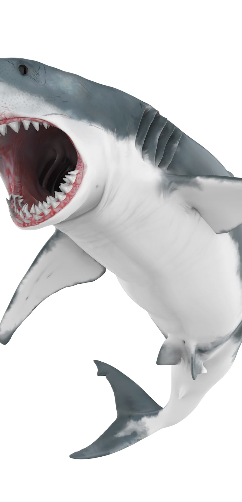 Great White Shark Isolated. 3D rendering