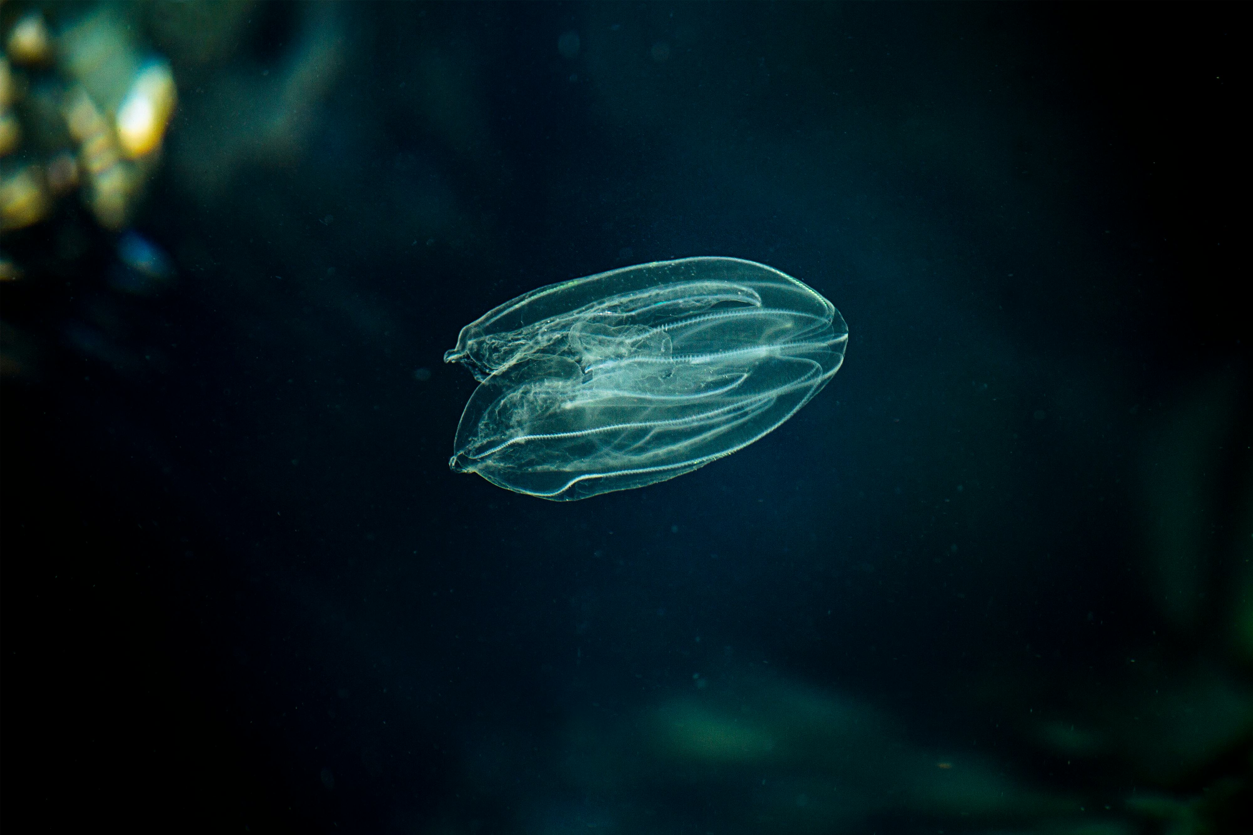 Sea Walnut, American comb jelly, Warty comb jelly or Leidy's comb jelly (Mnemiopsis leidyi). Adriati...