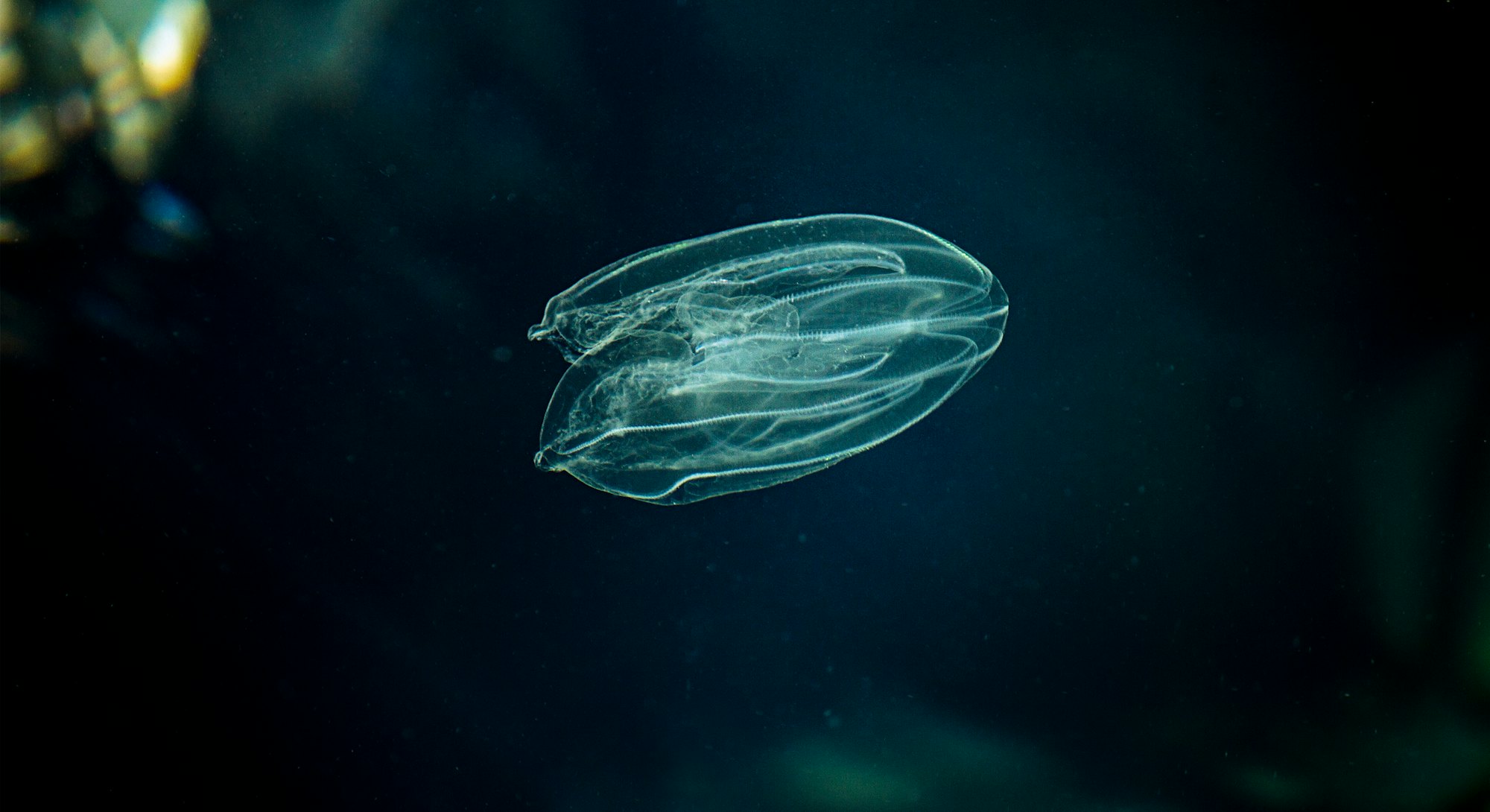 Sea Walnut, American comb jelly, Warty comb jelly or Leidy's comb jelly (Mnemiopsis leidyi). Adriati...