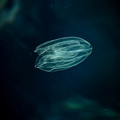 Sea Walnut, American comb jelly, Warty comb jelly or Leidy's comb jelly (Mnemiopsis leidyi). Adriati...
