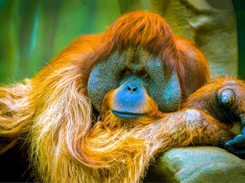 Orangutan portrait scene view. Orangutan in sadness