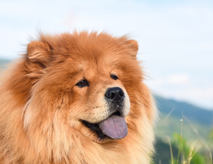 Beautiful dog chow-chow outside. Purebred dog chow chow on mountain over the canyon