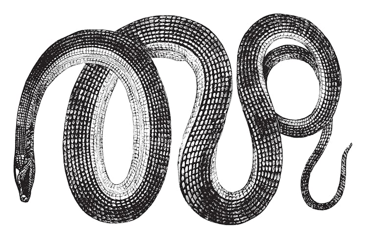 Glass snakes are a genus Ophisaurus of reptiles that resemble snakes, vintage line drawing or engrav...
