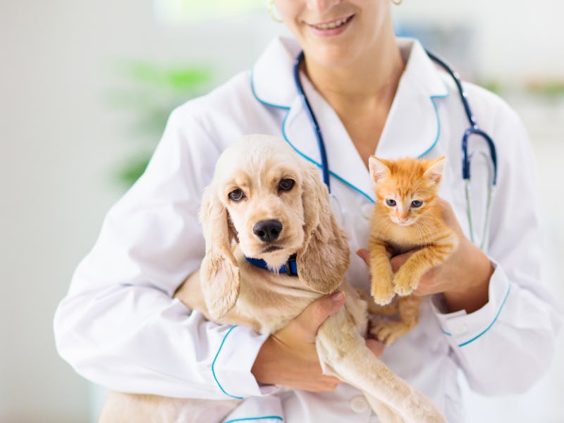 Vet examining dog and cat. Puppy and kitten at veterinarian doctor. Animal clinic. Pet check up and ...