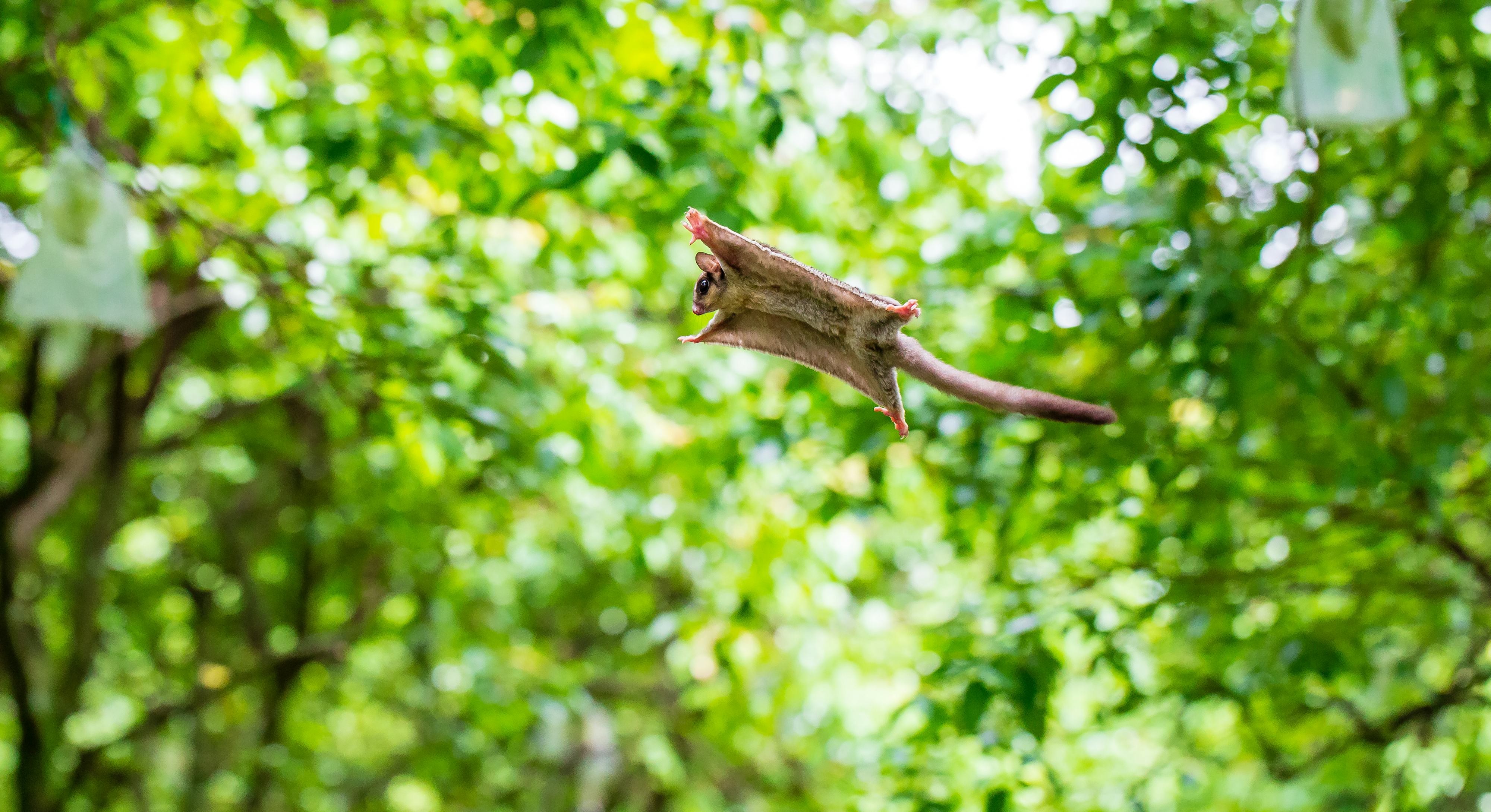 5 animals that "fly" without wings