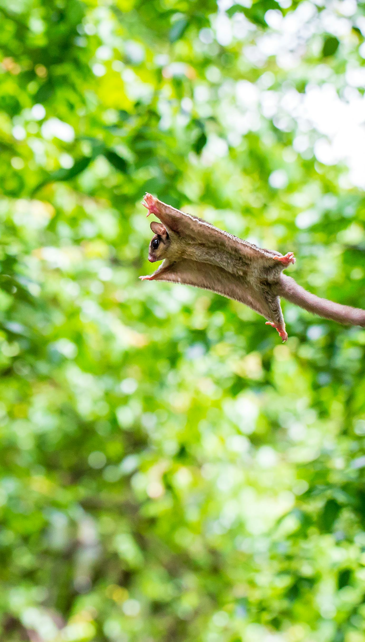 5 animals that "fly" without wings