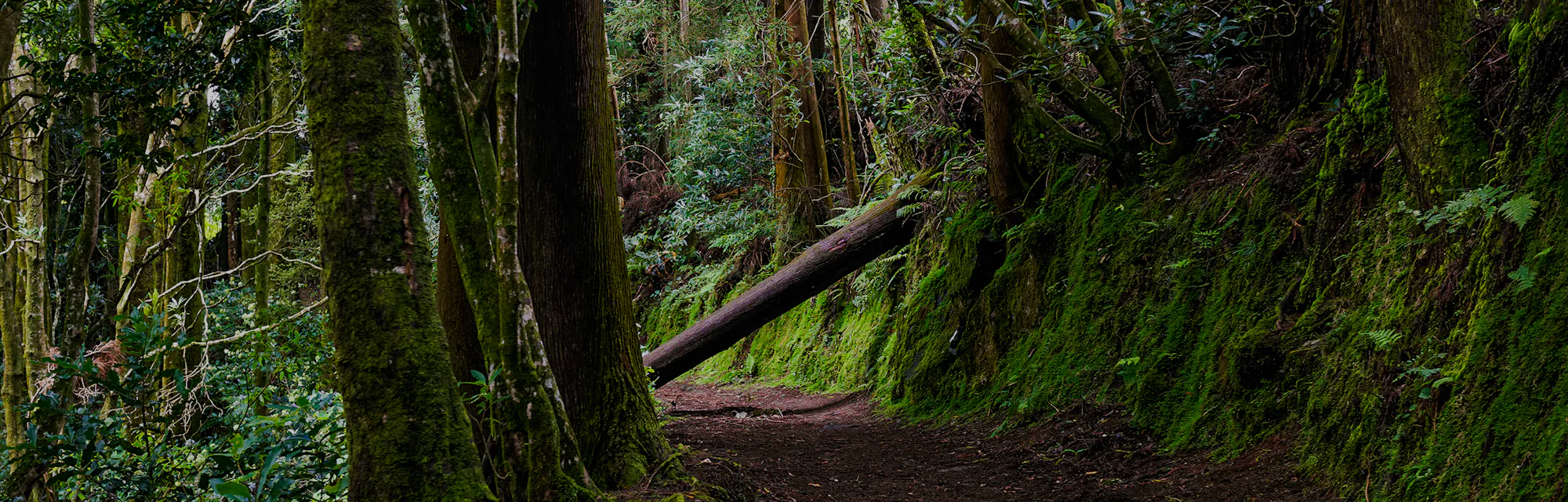 Dark forest road. Deep dark forest road trail. Forest road scene. Dark mossy forest road view
