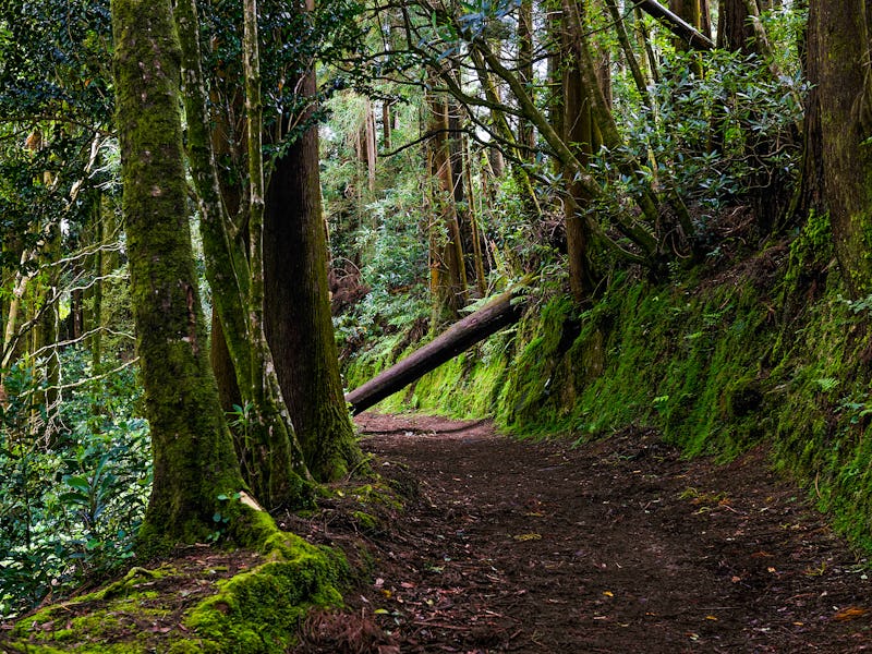 Dark forest road. Deep dark forest road trail. Forest road scene. Dark mossy forest road view