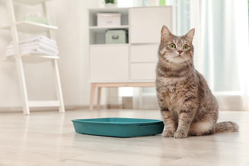 Adorable grey cat near litter box indoors. Pet care